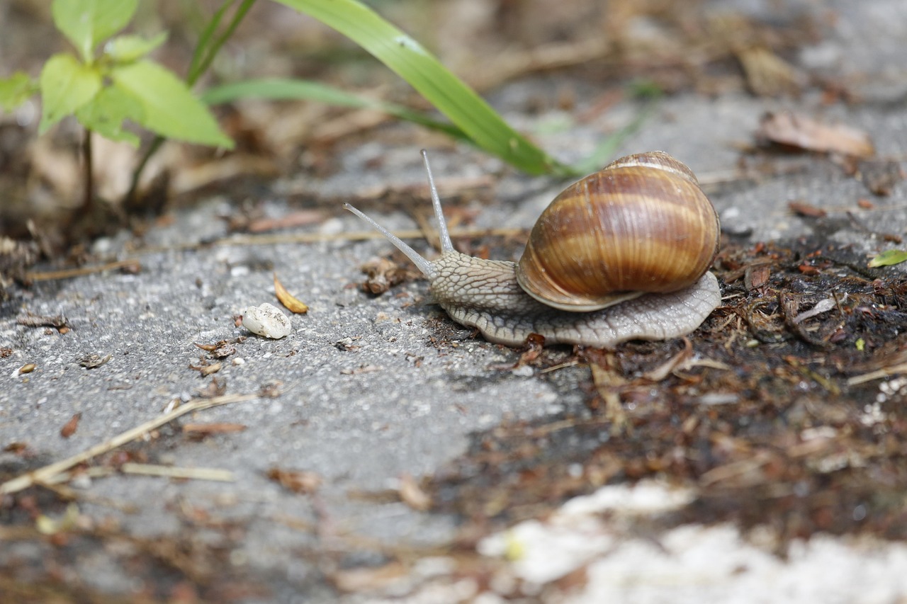 erfahren sie, wie crawling funktioniert, wichtige techniken zur optimierten indexierung ihrer webseite und tipps zur verbesserung ihrer sichtbarkeit in suchmaschinen.