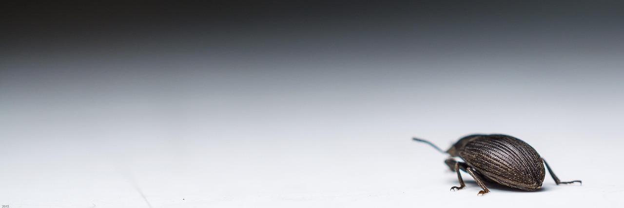 entdecken sie die grundlagen des crawling: erfahren sie, wie suchmaschinen webseiten durchsuchen und indexieren, um relevante ergebnisse zu liefern. optimieren sie ihre website für bessere sichtbarkeit.